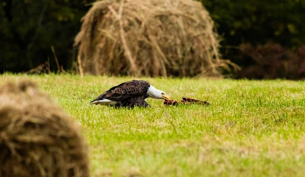 Akbabalar Sonra Sol Amerikan Kel Kartal Tam Sol Yararlandı Eylemi — Stok fotoğraf