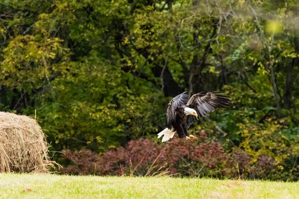 Mert Oklahoma 2018 Yer Alan Geride Bıraktık Bazı Karkas Yararlanmak — Stok fotoğraf