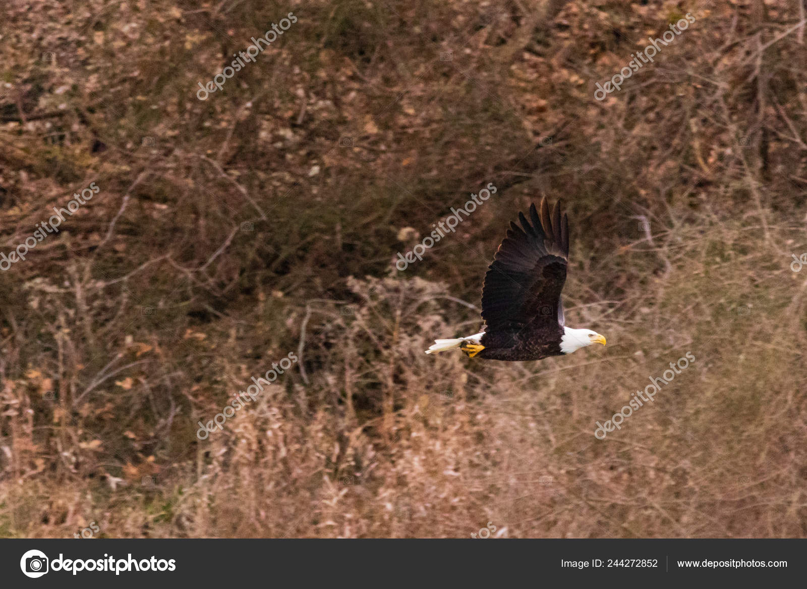 American Bald Eagle Hunting Waters Pensacola Dam Located Langley