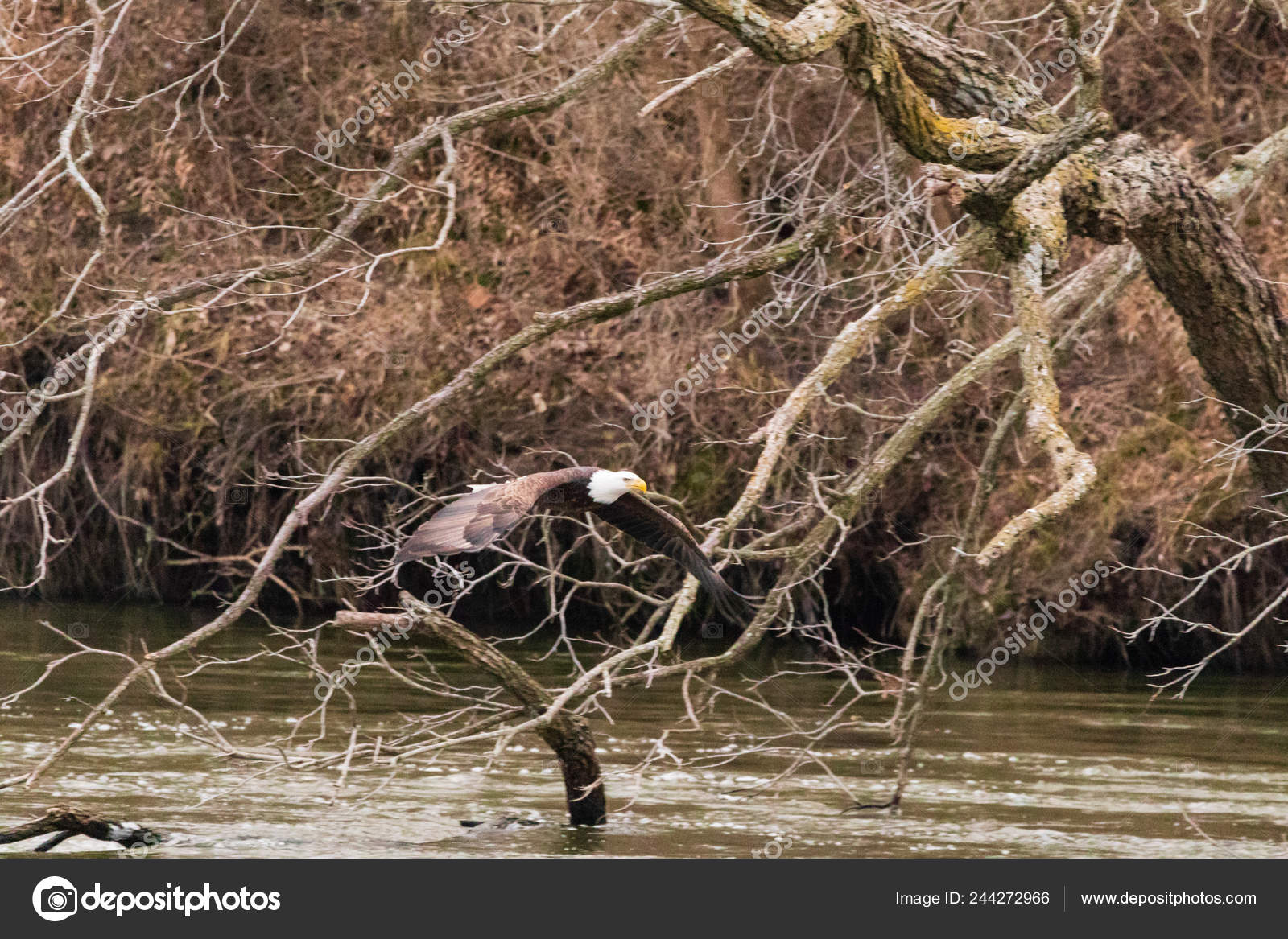 American Bald Eagle Hunting Waters Pensacola Dam Located Langley