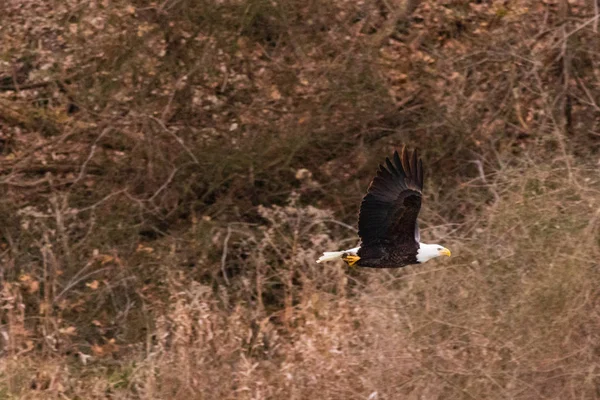 Bir Amerikan Kel Kartal Pensacola Baraj Sularının Langley Oklahoma 2019 — Stok fotoğraf