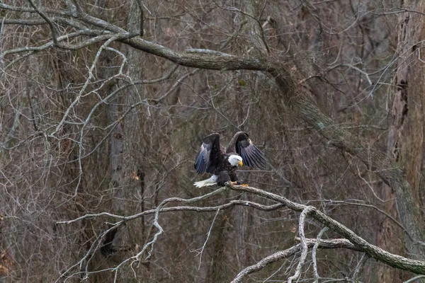 Bir Amerikan Kel Kartal Pensacola Baraj Sularının Langley Oklahoma 2019 — Stok fotoğraf