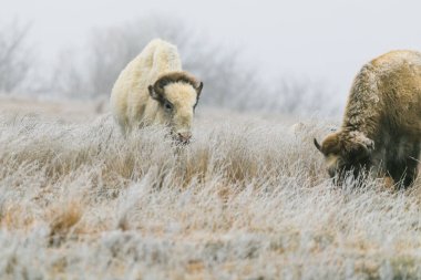 Nadir bir beyaz bizon ile onun içinde duydum Gölü Scott State Park çimenlerin üzerinde 2019 kışın grazes.