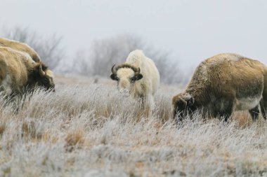 Nadir bir beyaz bizon ile onun içinde duydum Gölü Scott State Park çimenlerin üzerinde 2019 kışın grazes.