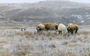 Nadir bir beyaz bizon ile onun içinde duydum Gölü Scott State Park çimenlerin üzerinde 2019 kışın grazes.