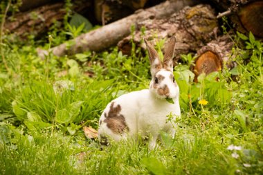 Mini Rex