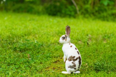 Mini Rex