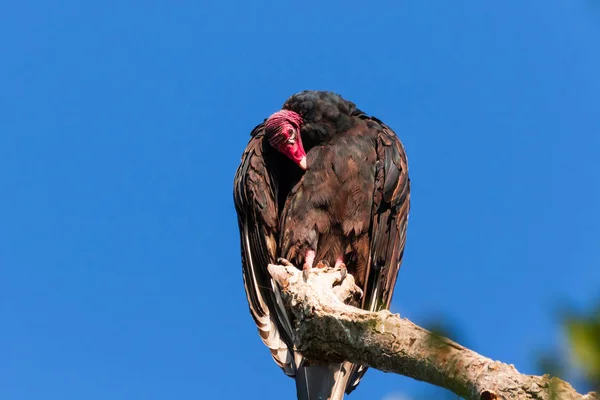 Rosso di fronte — Foto Stock