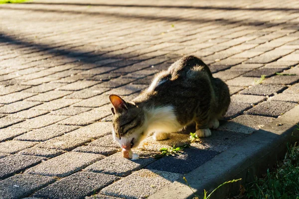 고양이 노숙자 아이스크림 공원에 거리에 — 스톡 사진