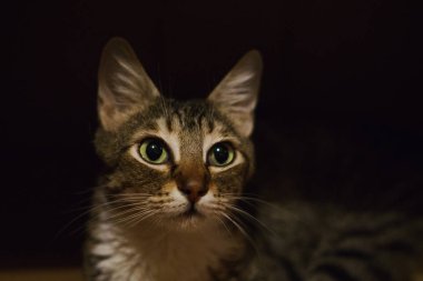 Ev tatlı kabarık kedi sıcak bir odada oturuyor ve sahibi tarafından okşadı istiyor