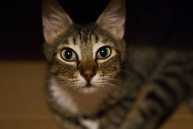 Ev tatlı kabarık kedi sıcak bir odada oturuyor ve sahibi tarafından okşadı istiyor