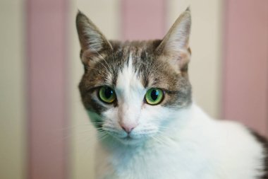 Ev tatlı kabarık kedi sıcak bir odada oturuyor ve sahibi tarafından okşadı istiyor