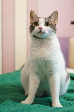 Ev tatlı kabarık kedi sıcak bir odada oturuyor ve sahibi tarafından okşadı istiyor