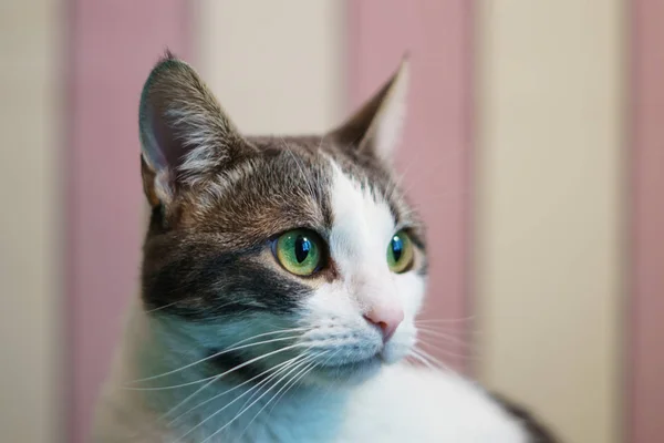 Casa Gato Fofo Doce Está Sentado Uma Sala Aconchegante Quer — Fotografia de Stock