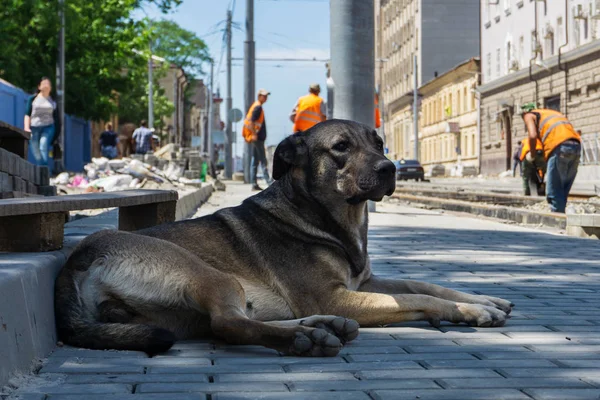 Gran Perro Gris Callejero Yace Una Nueva Baldosa Durante Reconstrucción — Foto de Stock