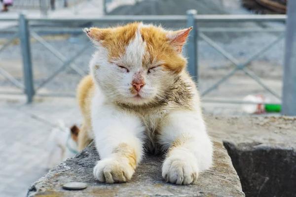 Vit Rödhårig Vacker Katt Med Ett Stort Sår Det Head — Stockfoto