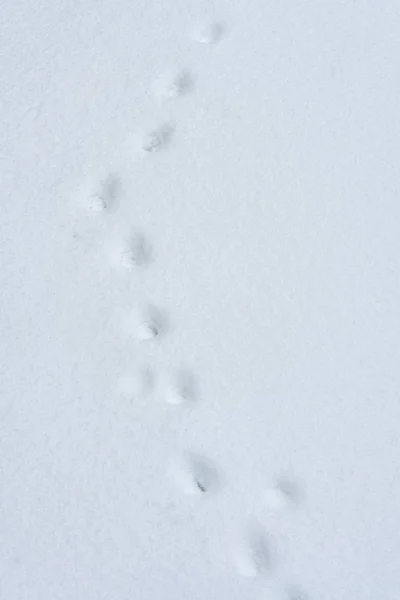 Spår Katt Ren Och Djup Nysnö Klart Kallt Vinterdag — Stockfoto