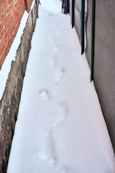 Spår Katt Färska Ren Och Djup Snö Gården Ett Privat — Stockfoto