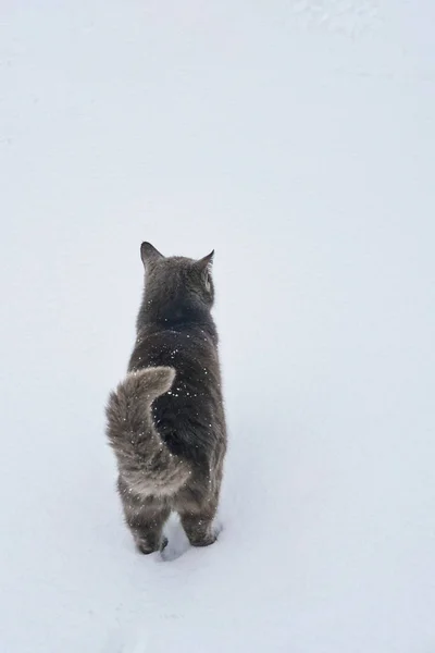 在寒冷的冬日 一只黑灰色的猫在一栋私人房子的领地上漫步在雪白的白雪上 — 图库照片