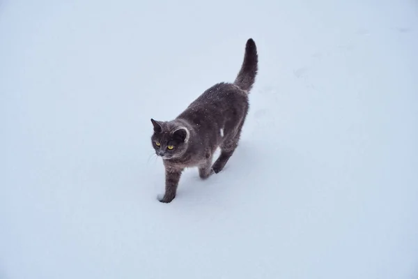 날에는 민이의 영토에 신선한 어두운 고양이 — 스톡 사진