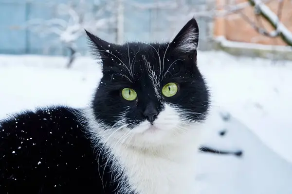 在寒冷的冬日 一只黑灰色的猫在一栋私人房子的领地上漫步在雪白的白雪上 — 图库照片