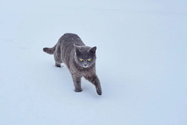 날에는 민이의 영토에 신선한 어두운 고양이 — 스톡 사진