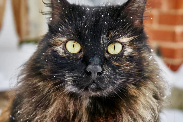 Egy Szép Nagy Tarka Macska Bolyhos Haja Küszöbön Télen Havas — Stock Fotó