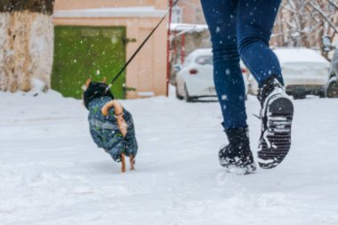 bir genç Kızıl saçlı ayrıntılı yetiştirilen küçük Chihuahua sıcak giysiler içinde bir soğuk kış gününde genelinde beyaz kar tarafından işaretlenmiş ulez metresiyle yürür