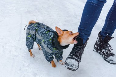 bir genç Kızıl saçlı ayrıntılı yetiştirilen küçük Chihuahua sıcak giysiler içinde bir soğuk kış gününde genelinde beyaz kar tarafından işaretlenmiş ulez metresiyle yürür
