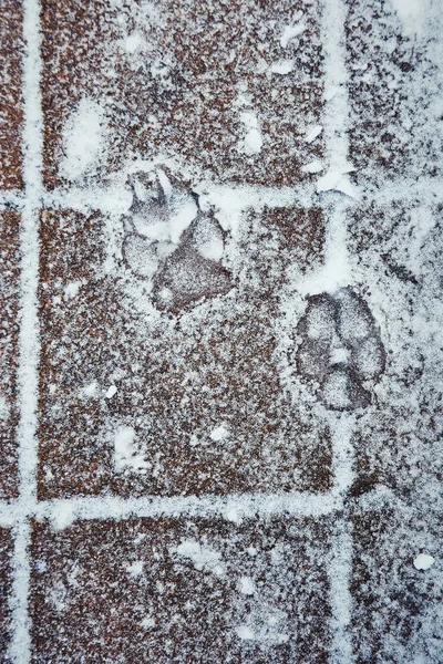 Spår Hund Fryst Promenad Parken Vinter — Stockfoto