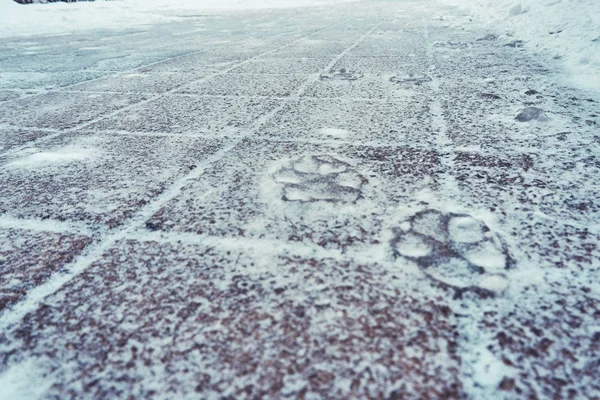 Tracks of a dog on frozen ice on a walk in the park in winter