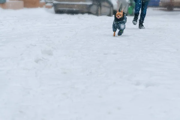 Young Red Haired Thorough Bred Little Chihuahua Cold Winter Day — Stock Photo, Image