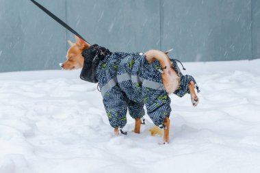 Soğuk bir günde sıcak bir takım elbise giymiş bir küçük kırmızı köpek Chihuahua cins ile metresi üstünde belgili tanımlık sokak ve kızdıran beyaz karda yürür