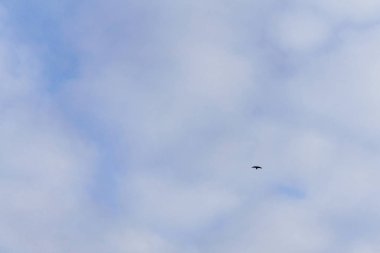 Kışın Kuzey Gri gökyüzünde kanat yayılan siyah karga uçar