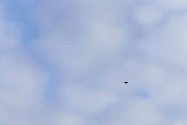 까마귀 겨울에 하늘에 날개를 — 스톡 사진
