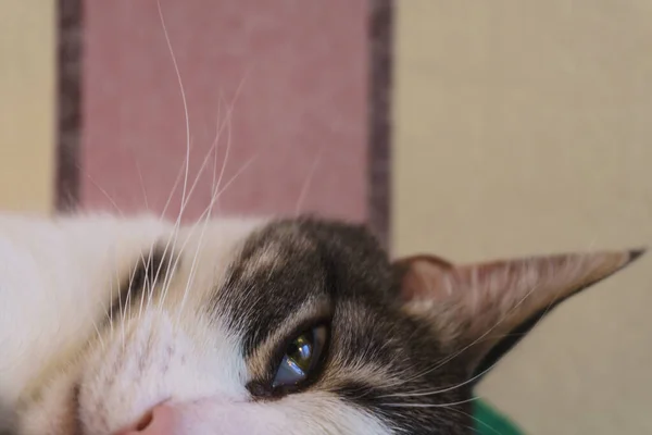 Een mooie witte kat met zwarte vlekken en een roze neus ligt op zijn kant op de Bank en kijkt uit met mooie groene ogen — Stockfoto