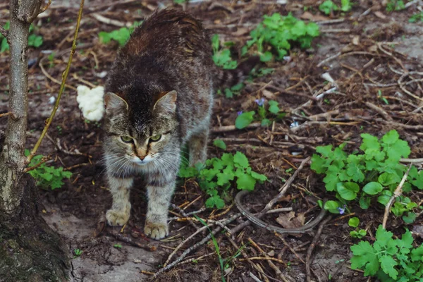 대도시의 꽃밭에 숨어서 숲 속에 숨어 있는 집없는 고양이 — 스톡 사진