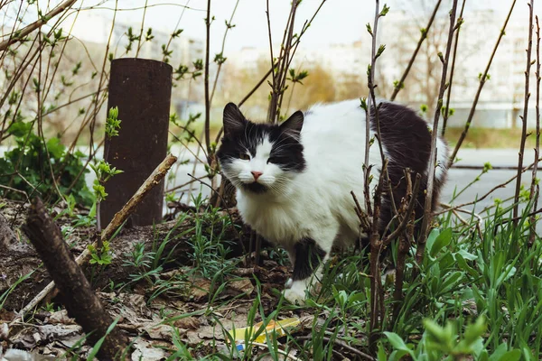 대도시의 꽃밭에 숨어서 숲 속에 숨어 있는 집없는 고양이 — 스톡 사진