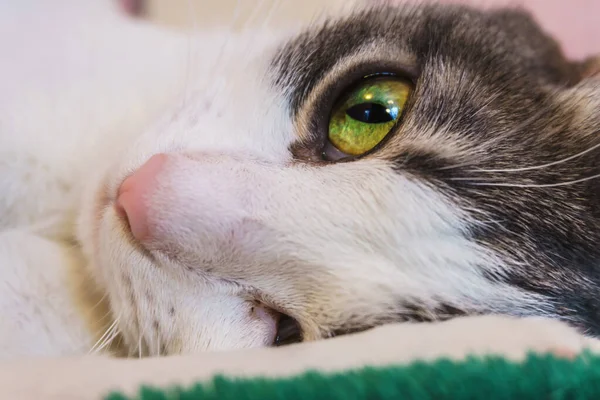 Красива біла кішка з чорними плямами і рожевий ніс лежить на його боці на дивані і виглядає з красивими зеленими очима — стокове фото