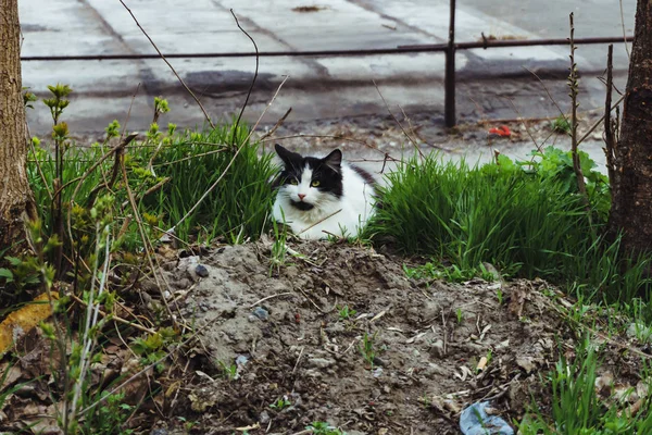 Evin bahçesindeki çimlerin üzerinde siyah beyaz güzel evsiz bir kedi sakince oturur ve seyreder.