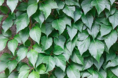 Çoğu ile bahçe bitki duvar üzerinde yapraklar