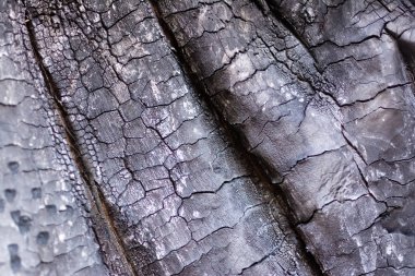 close-up view of old burned wooden background clipart