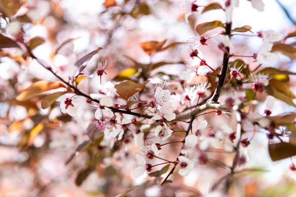 Vue Rapprochée Belle Branche Cerisier Fleurs Mise Point Sélective — Photo