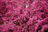 krásné světlé růžové květy mandloně na větvích
