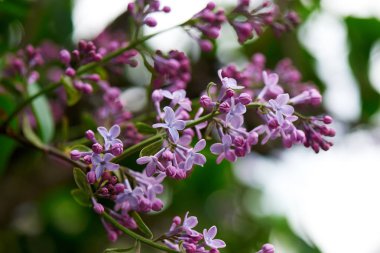beautiful tender lilac flowers on branches, selective focus clipart