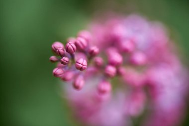 selective focus of beautiful blooming lilac branch, close-up view clipart