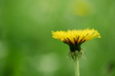 close-up view of single yellow blooming dandelion flower, selective focus clipart