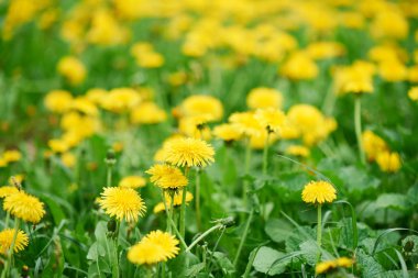 güzel parlak sarı çiçek açan dandelions seçici odak 
