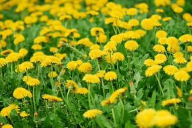 close-up view of beautiful bright yellow blooming dandelions  clipart