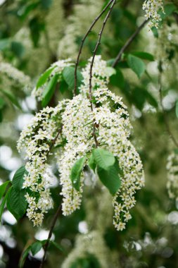 close-up view of beautiful blooming bird cherry tree  clipart